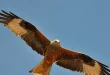 Best Red Kite Birds