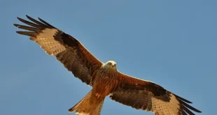 Best Red Kite Birds