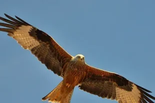 Best Red Kite Birds