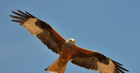 Best Red Kite Birds