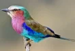 Best roller birds