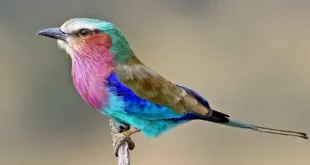 Best roller birds