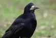 Beautiful Rook Birds