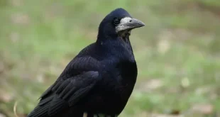 Beautiful Rook Birds