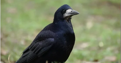 Beautiful Rook Birds