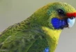 Best Rosella Birds