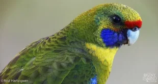 Best Rosella Birds