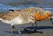 Beautiful Sanderling Birds