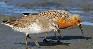 Beautiful Sanderling Birds