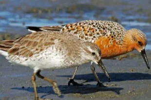 Beautiful Sanderling Birds