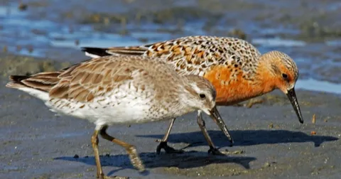 Beautiful Sanderling Birds
