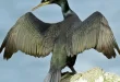 Beautiful Shag Bird
