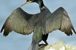 Beautiful Shag Bird