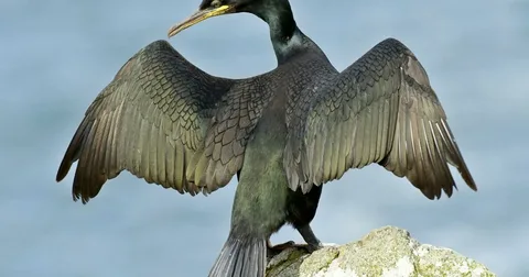 Beautiful Shag Bird