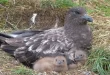 Beautiful Skua Birds