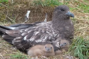 Beautiful Skua Birds