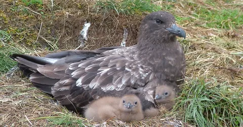 Beautiful Skua Birds