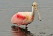 Beautiful spoon bill birds