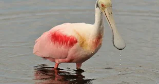 Beautiful spoon bill birds