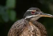 Best sun bittern birds