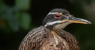 Best sun bittern birds