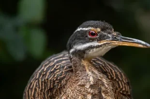 Best sun bittern birds