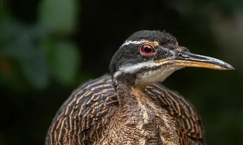 Best sun bittern birds