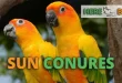 Best Sun Conure Birds
