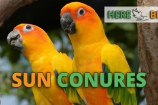 Best Sun Conure Birds
