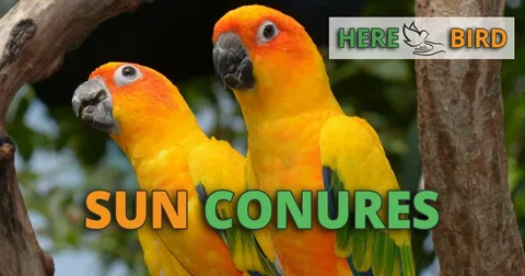 Best Sun Conure Birds