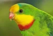 Best Superb Birds