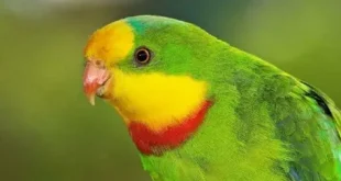 Best Superb Birds