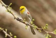 Beautiful Verdin Birds