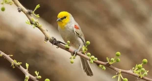 Beautiful Verdin Birds
