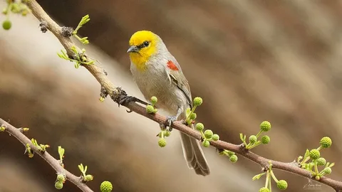 Beautiful Verdin Birds