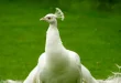 Beautiful White Pigeon