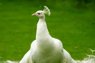 Beautiful White Pigeon