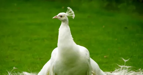 Beautiful White Pigeon