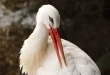 Beautiful White Stork Birds
