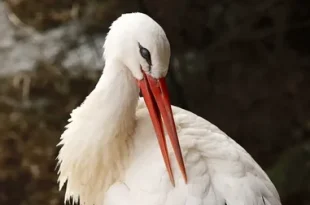Beautiful White Stork Birds
