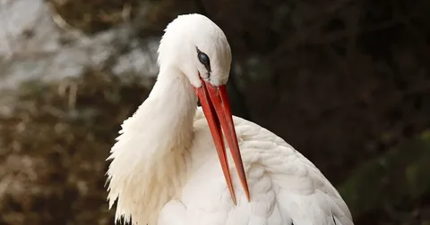 Beautiful White Stork Birds