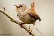 Best wren birds