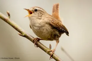 Best wren birds
