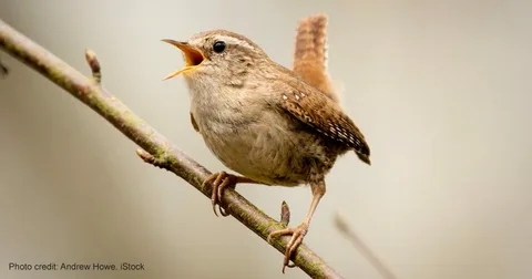 Best wren birds