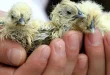 Baby Bird In the usa