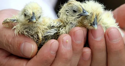 Baby Bird In the usa