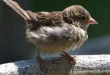 Baby sparrow bird