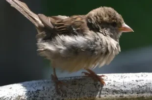 Baby sparrow bird