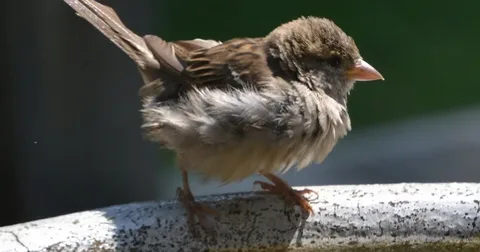 Baby sparrow bird