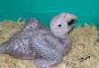 Best Baby parrots